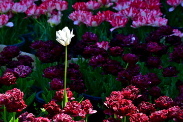 チューリップ　日本庭園　島根　由志園