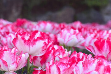 チューリップ　日本庭園　島根　由志園