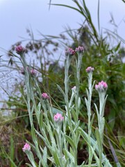 Close up flowers