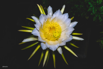 Flor Pitaia