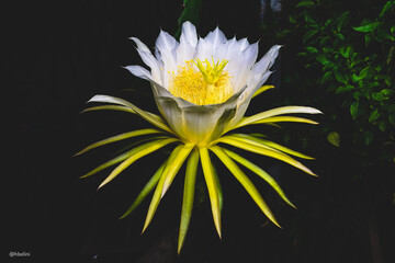 Flor Pitaia