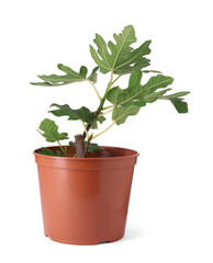 Fig plant with green leaves in pot isolated on white
