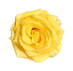 Beautiful fresh yellow rose isolated on white