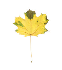 Autumn season. One maple leaf isolated on white