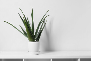 Green aloe vera in pot on shelf near white wall indoors, space for text