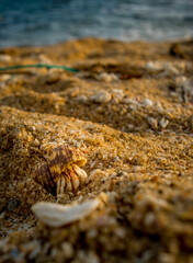 crab on sand