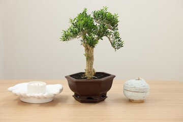 Beautiful bonsai tree in pot and decor elements on wooden table