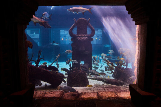 Aquarium Fish and Sunken Artifact in Serene Underwater Scene