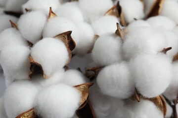 Fluffy cotton flowers on white background, closeup