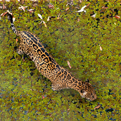 Onça-Pintada tomando banho no rio © Dani