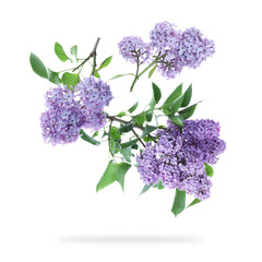 Aromatic lilac branches with leaves and flowers falling on white background