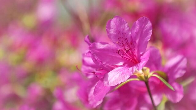 분홍색 철쭉 꽃이 바람에 흔들리는 근접 영상