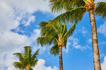 Tropical Palm Trees and Blue Sky, Low Angle View