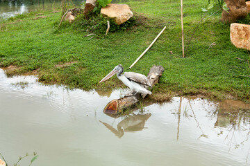Graceful Avian Beauty: Majestic Long-Beaked Bird Perched by the Lake