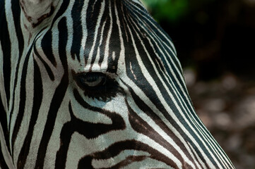 Fototapeta na wymiar portrait of a Zebra subgenus Hippotigris