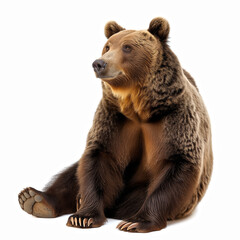Obraz premium Brown bear isolated on white