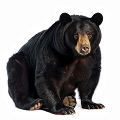 Fototapeta premium Black bear isolated on white