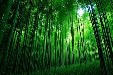 Gordijnen bamboo forest in the morning © שלמה שטודינר