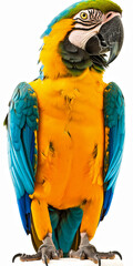 blue and yellow macaw isolated on white
