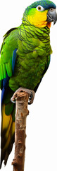 Blue fronted amazon parrot isolated on white