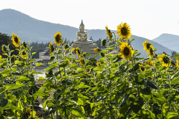 champ de tournesols devant un temple bouddhiste en Thailande