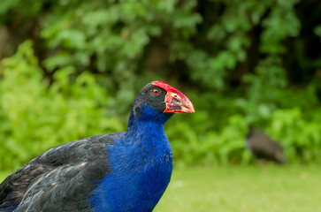 Purple Swamphen Stares