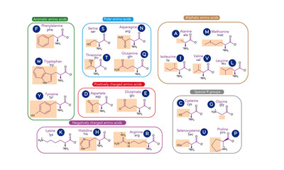Amino acids [skeletal formula, classification and abbreviation]
 - obrazy, fototapety, plakaty