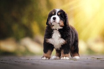Adorable bernese mountain dog puppy