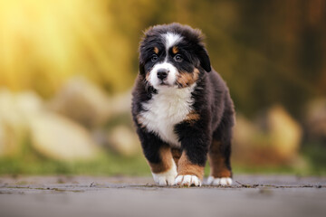 Adorable bernese mountain dog puppy