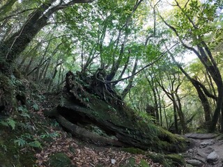 A tree, looks like a dragon's head(Ryujinsama) in Yakushima