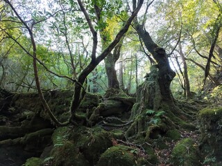 forest around Shiratani Unsui Gorge