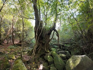 Old stub in Yakushima