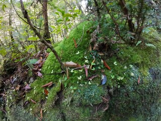 moss blanket in Yakushima