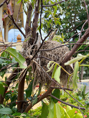 a closeup shot of a bird nest on branch tree