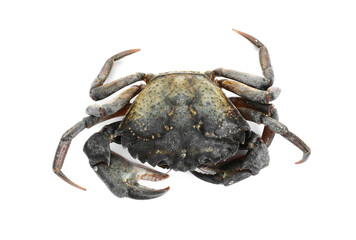 One fresh raw crab isolated on white, top view