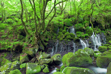 緑の苔と元滝伏流水