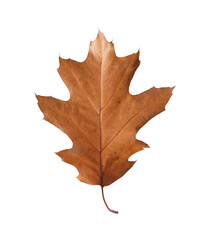 Autumn season. One dry brown leaf isolated on white