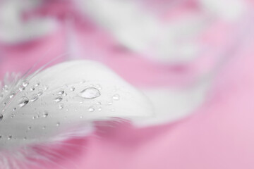 Fluffy white feathers with water drops on pink background, closeup. Space for text