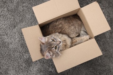 Fototapeta premium Cute fluffy cat in cardboard box on carpet, top view