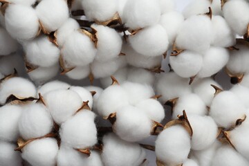 Fluffy cotton flowers on white background, top view