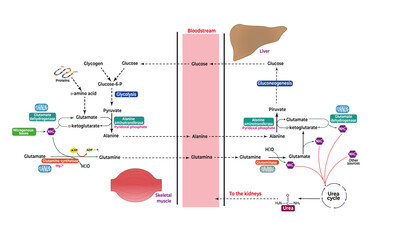 Glucose-alanine cycle