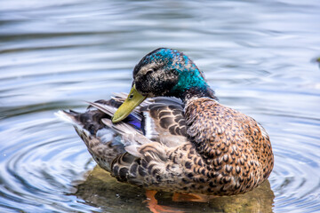 Mallard Duck's Lakeside Grooming