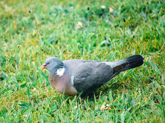 Wood Pigeon On Grass Lawn