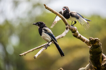 Magpie Drama