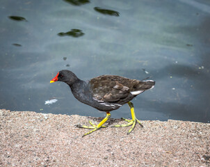 Walking Common Gallinule