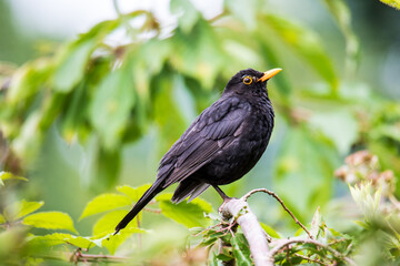 Contemplative Watch: Blackbird's Perch