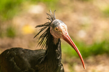 Ibis Close Up