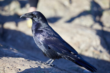 Raven Profile