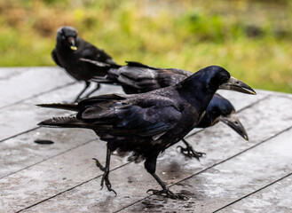 Three Crows