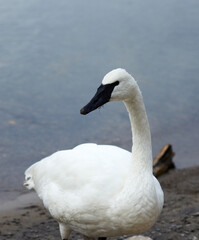 Fototapeta premium Curious Trumpeter Swan